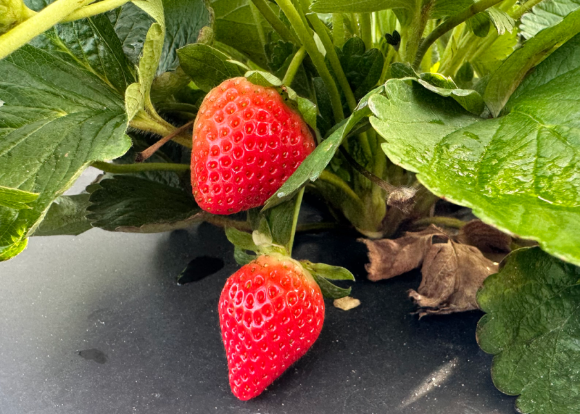 Florida strawberries hit peakseason stride The Packer