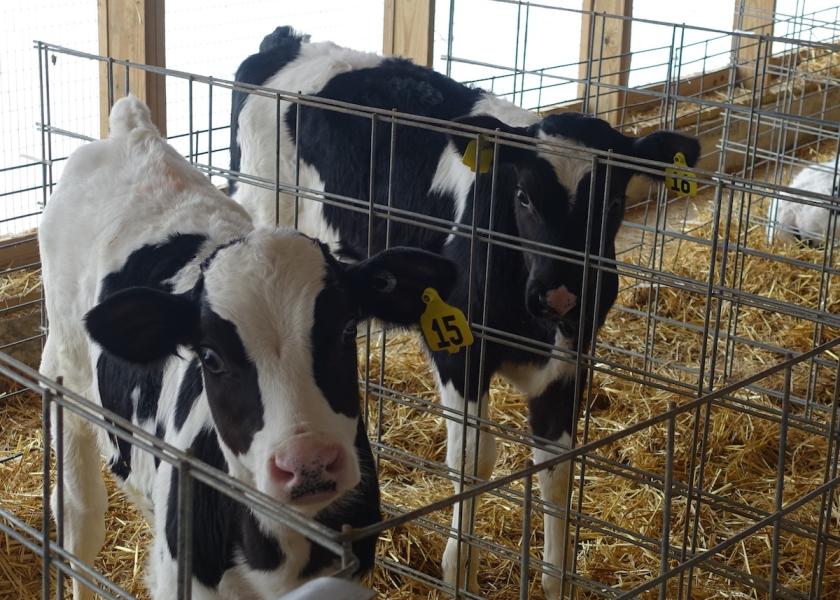 Cryptosporidia is one of the most common scours-causing pathogens in preweaned calves, and, unfortunately, it strikes in the early weeks of life when calves are most vulnerable. 