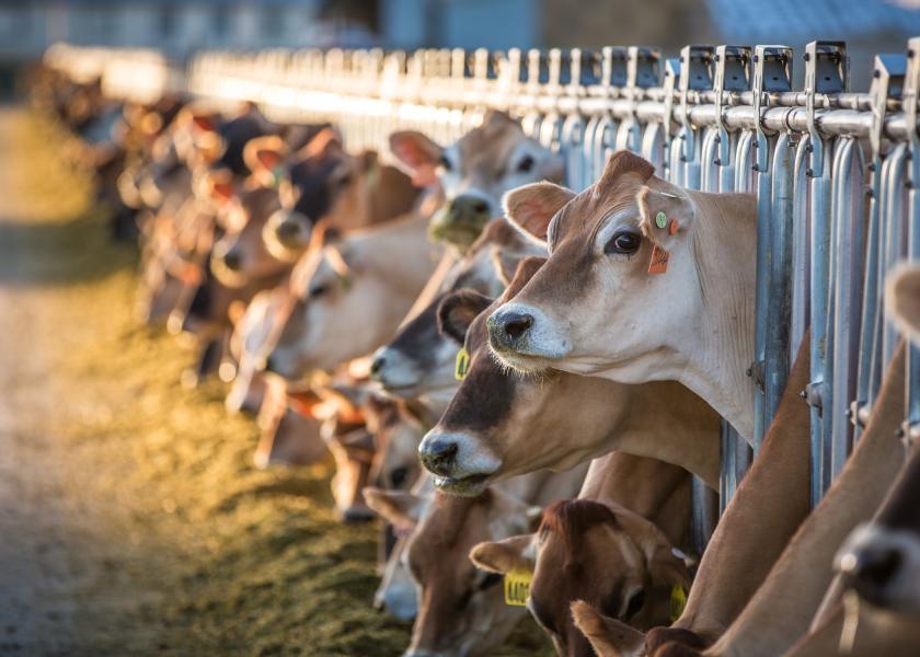 The cows were recently brought into the Cassia County dairy from another state that had found HPAI in dairy cattle, according to the ISDA.