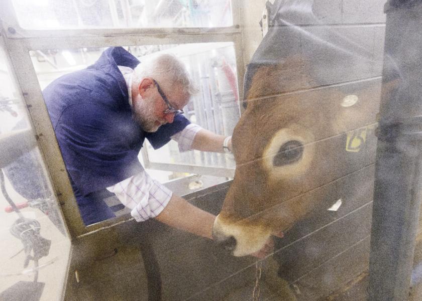 Paul Kononoff, UNL professor, hooks up Lila, a 10-month-old jersey cow, in a portable booth, where her breath will be measured and sampled to determine the amount of methane produced.