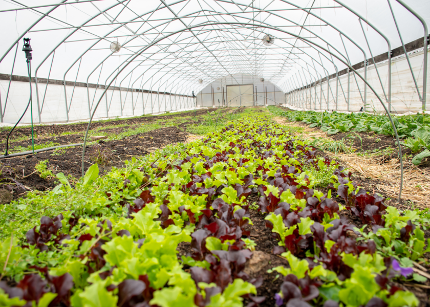USDA’s Risk Management Agency offers up to $3 million in grants to increase education on climate-smart and risk management for organic, small-scale and underserved farmers.