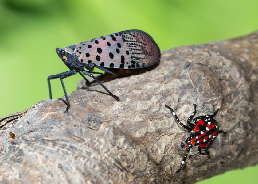 Spotted lanternfly is a significant threat to grapes, apples, peaches and other agricultural crops.