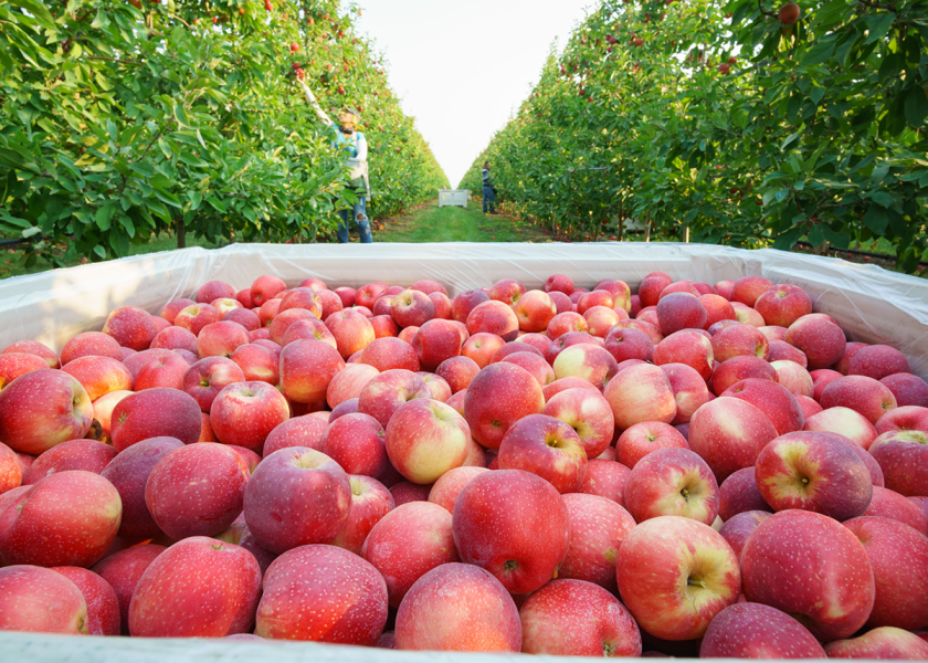 SugarBee apples are grown in the elevated orchards of Washington