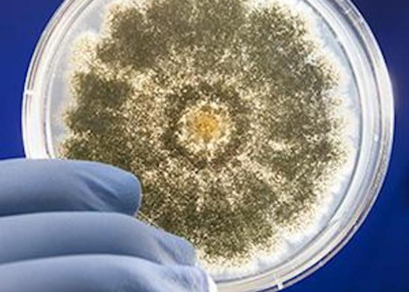 Show is a petri dish containing the fungus Aspergillus flavus. This common fungus is a concern because it produces carcinogenic aflatoxins that may contaminate certain foods and cause aspergillosis, an invasive fungal disease, researchers say.