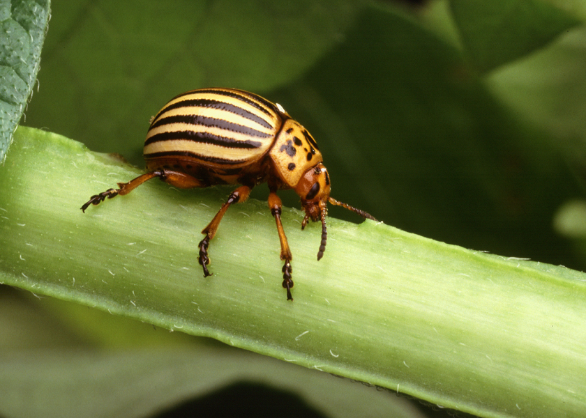 A new biological control from GreenLight Bio specifically targets the Colorado potato beetle, which attacks plants in the nightshade family and has shown resistance to conventional pesticides.