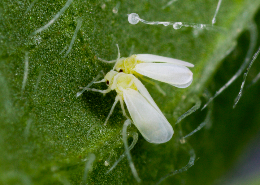 A multi-institutional research program looks to provide practical solutions to control silverleaf whiteflies, which caused more than $150 million in crop loses in 2017 for vegetable growers in Georgia.