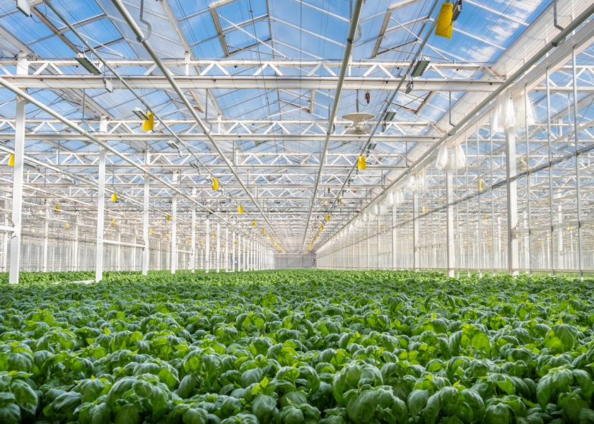 Gotham Greens' newest greenhouse opens in metro Dallas The Packer