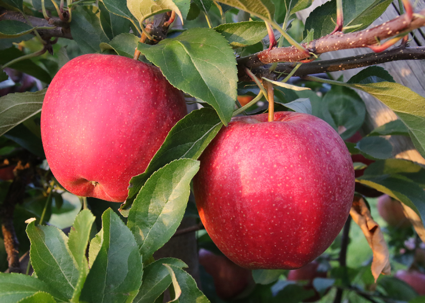 Gala apples take the top spot in terms of the number of acres planted in the state, says Diane Smith, executive director for Michigan Apples. Honeycrisp, fuji and cripps pink remain popular with consumers, too. 
