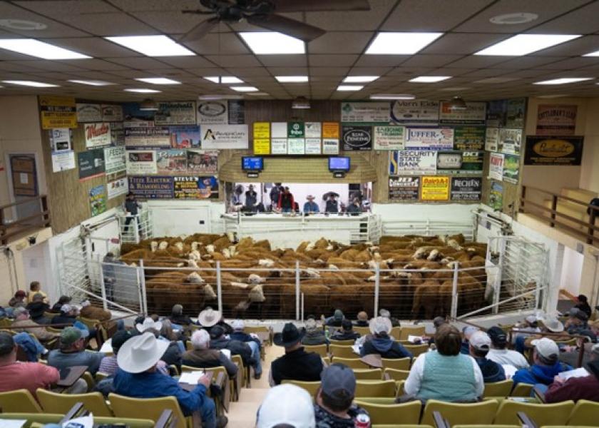 Bidding came fast at Mitchell Livestock Auction.