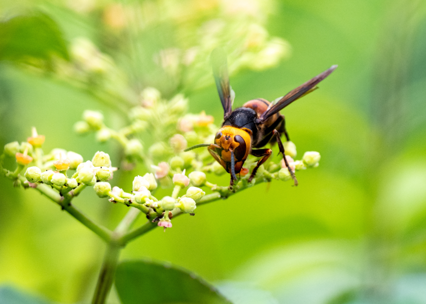 The USDA said it will allocate more than $70 million in funding to curtail invasive insects and pests. USDA-funded research includes Northern giant hornet research and eradication efforts, which is a significant threat to honey bees.