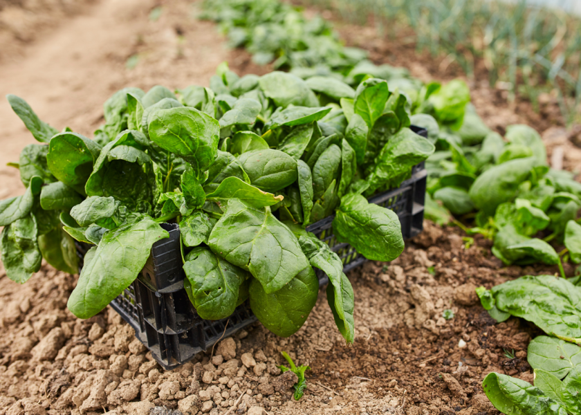 The next step in a multistate research project seeking to breed disease-resistant spinach is to verify genetic markers and make cultivar selections.