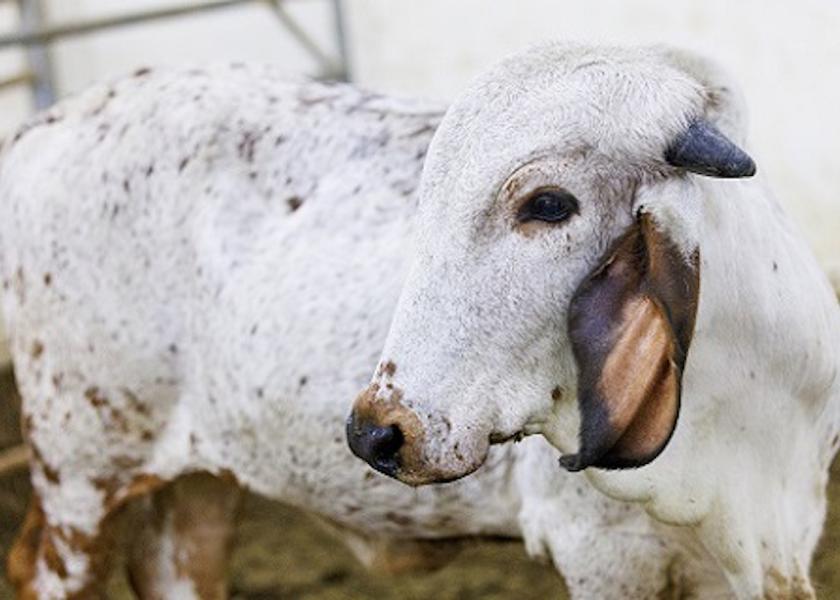 Gene editing has been used experimentally to produce polled calves and calves with lighter-colored haircoats. Now, USDA researchers, in cooperation with a team at the University of Nebraska, have produced a calf with reduced susceptibility to bovine viral diarrhea virus (BVDV) using gene editing as well.