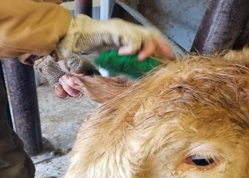 Cleanliness is the first step in the process. Remember that we are inserting a foreign body into the animal, so any contaminants on the ear that are carried along with the needle increase the risk for abscesses.