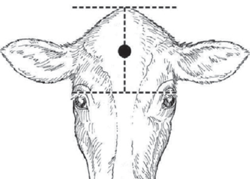 Point of entry for bovine euthanasia with gunshot or captive bolt.