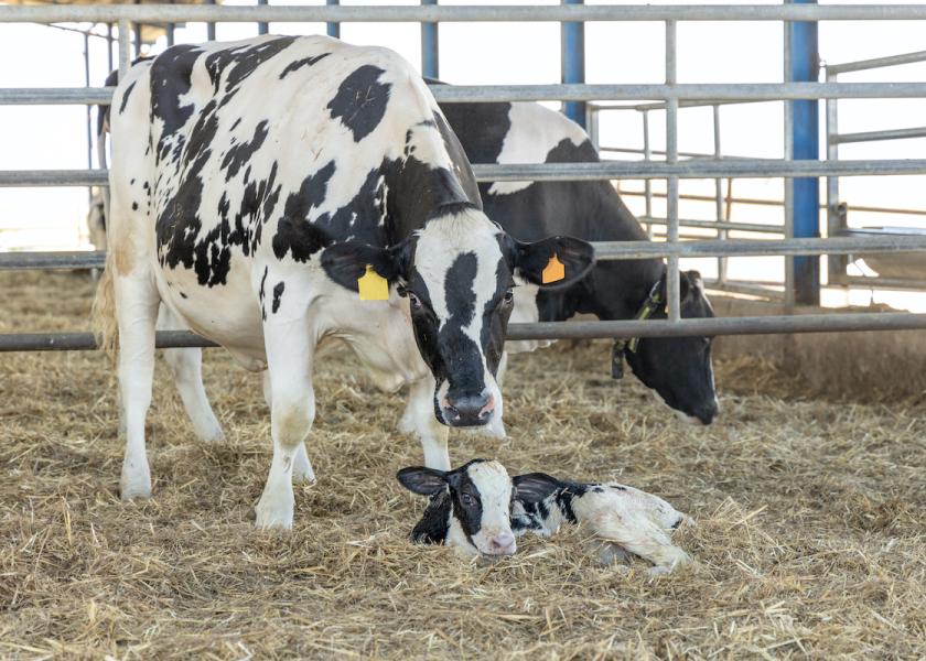 Is there a drug-free way to improve cattle health, feed utilization, reproductive efficiency, and environmental impact, all at the prenatal level? Researchers at North Dakota State University think so.