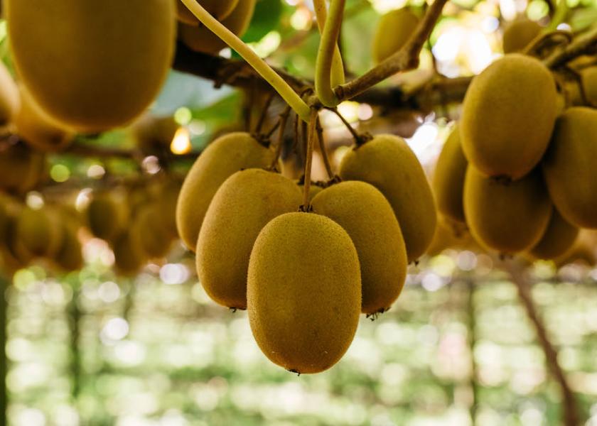 Zespri’s SunGold has generated double-digit growth in both dollars and volume helping to solidify a top brand position, the marketer says.