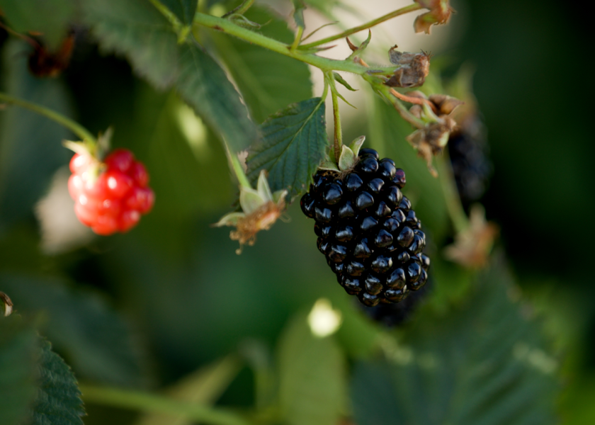 Sweet-Ark Immaculate is a new late-season blackberry developed by the University of Arkansas that maintains its quality better in post-harvest storage.