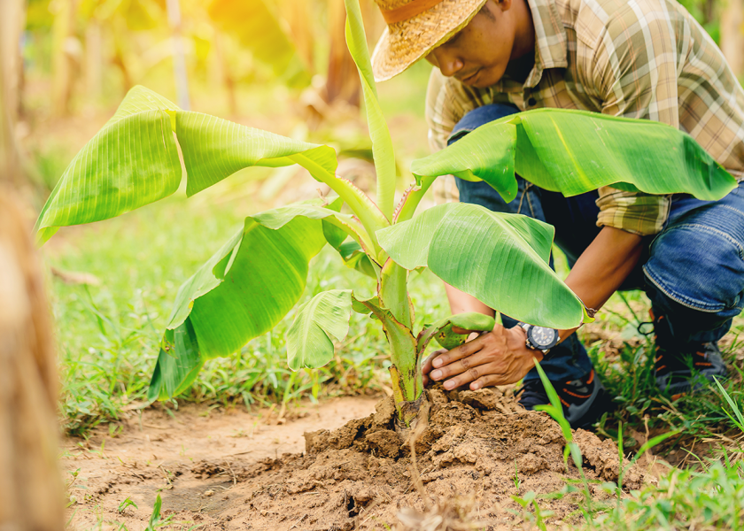 From climate change to labor rights to gender equality, the World Banana Forum is set to explore key sustainability issues impacting the banana industry at the Fourth Global Conference of the World Banana Forum, March 12-13. 