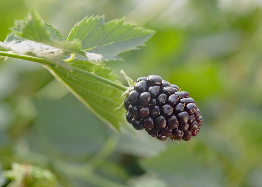 Salinas, Calif.-based Naturipe Farms grows blackberries from May through July in Georgia and June through August in North Carolina, says Brian Bocock, vice president of product management.