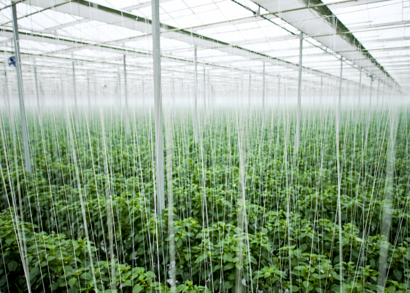 Ontario Greenhouse Vegetable Growers Executive Director Richard Lee says Ontario greenhouse growers contributed about $6 billion to the province’s economy during a 10-year span of growth from 2011 to 2021. 
