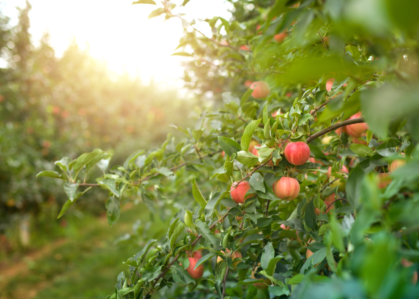 Fire blight is a devastating disease spread by pathogens in apple, pear and other pome fruit orchards. A research project led by a team at Virginia Tech hopes to help growers better control and prevent its spread in the future.