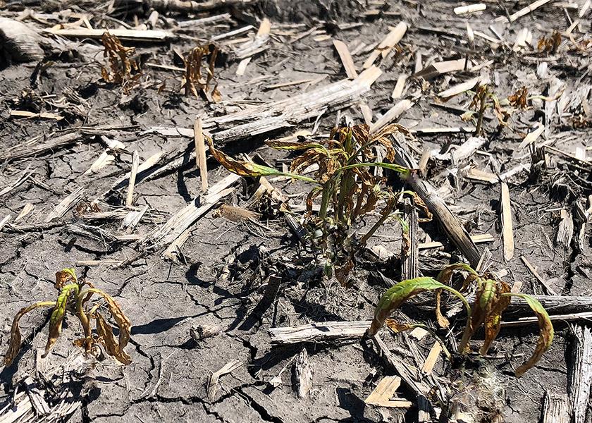 Managing resistant weeds and preventing new resistance from developing is key to effective long-term weed control.