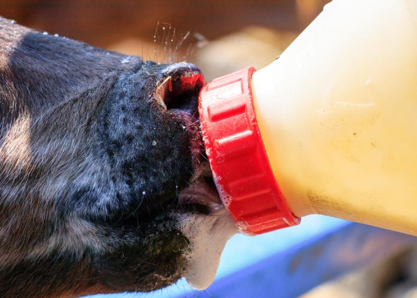 Numerous studies have now shown that feeding colostrum replacer to mimic transition milk has beneficial effects for preweaned calves. A recent study at the University of Guelph looked at various means of accomplishing it.