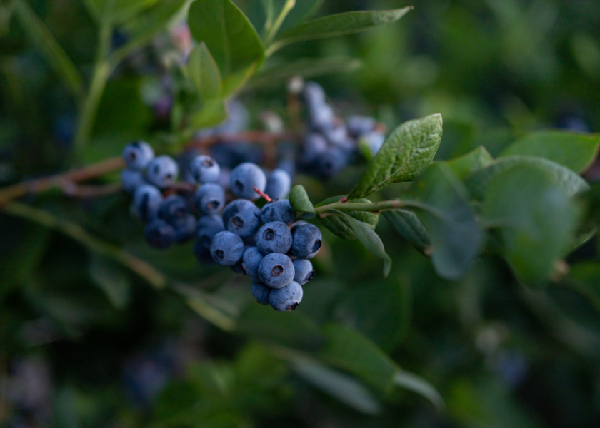 California Giant Berry Farms says retailers should see strong volumes of domestic conventional and organic blueberries this spring and early summer.