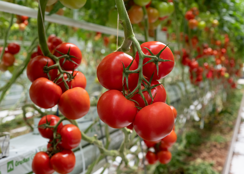Syngenta Vegetable Seeds says Climundo, a variety of vine tomato, has been developed to resist tomato brown rugose fruit virus, or ToBRFV, while also delivering high yield potential and an extended shelf life.
