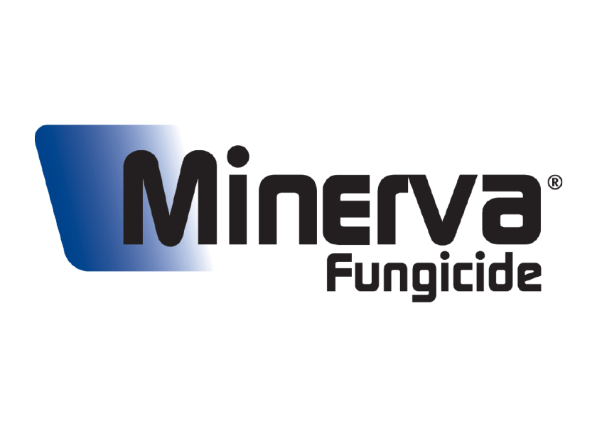 Minerva is formulated to control Cercospora leaf spot (CLS), powdery mildew and Ramularia on sugar beets.
