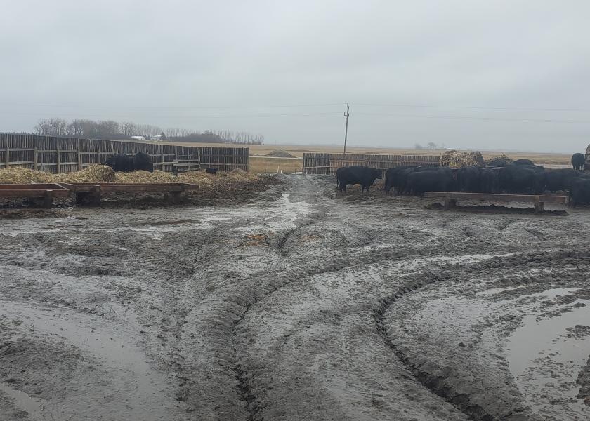 Even a few inches of mud may lead to performance loss and health concerns for cattle. 