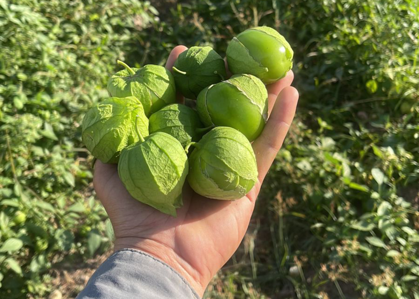 Volume from Rio Rico, Ariz.-based Rich River Produce, which offers tomatillos and a wide range of other items from West Mexico, should be the same as last year, despite cooler weather that limited production, says Edgar Duarte, partner and sales manager. That’s because the company added two new growers in Mexico, bringing the total to eight.