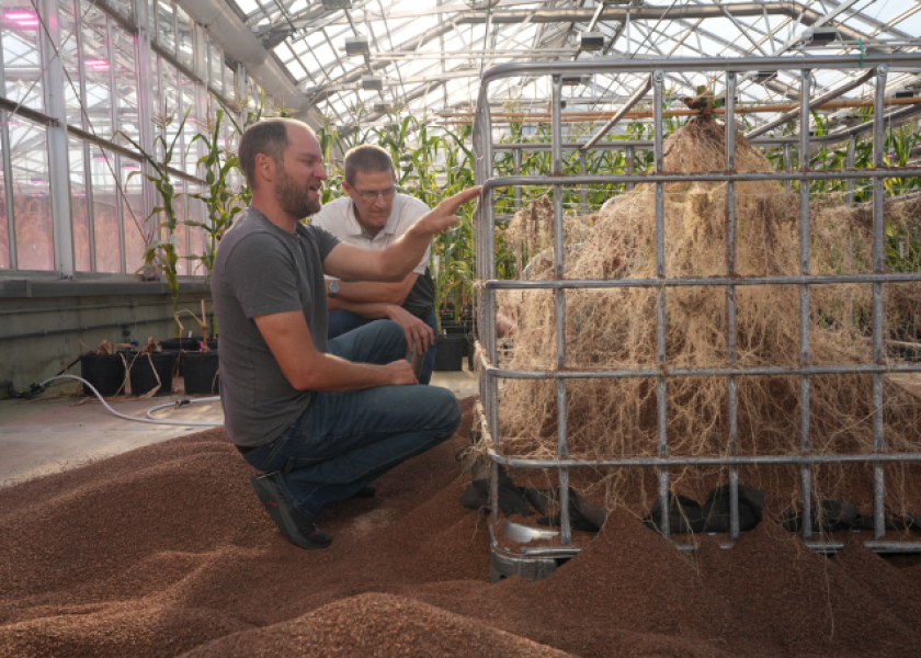 Beck's researchers look at corn root architecture.