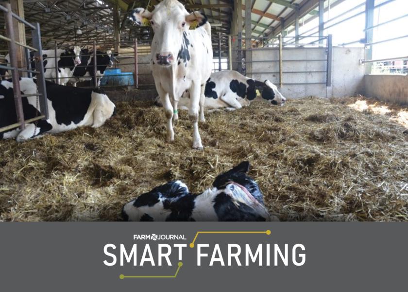 The “old” AI (artificial insemination) is intended to land cows in the maternity pen. Now, the “new” AI (Artificial Intelligence) is being engaged to monitor them.