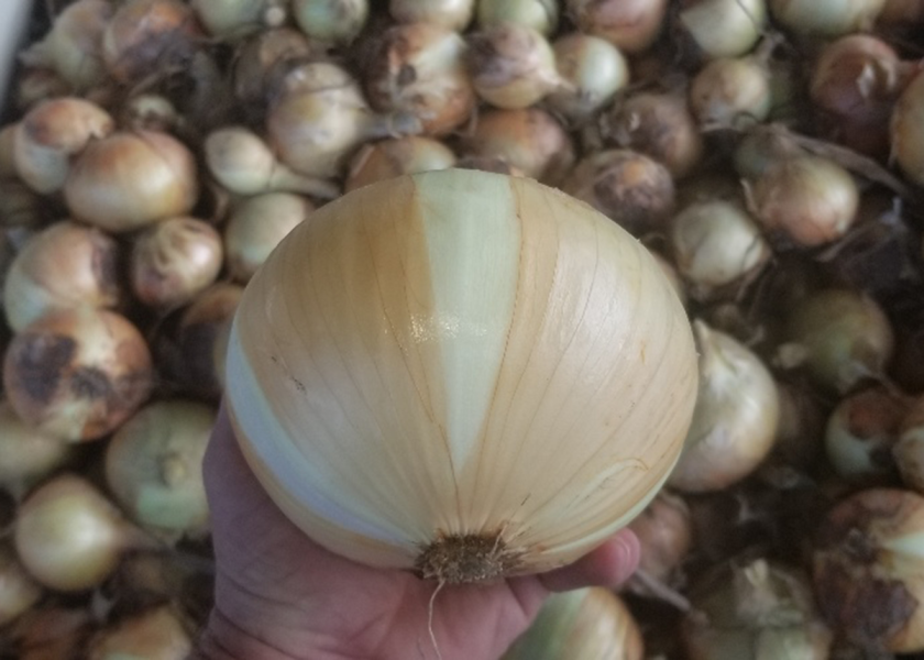 McAllen, Texas-based Val Verde Vegetable Co., which recently doubled the size of its packing facility, will ship yellow and red onions this spring, said Jeff Holton, sales manager.