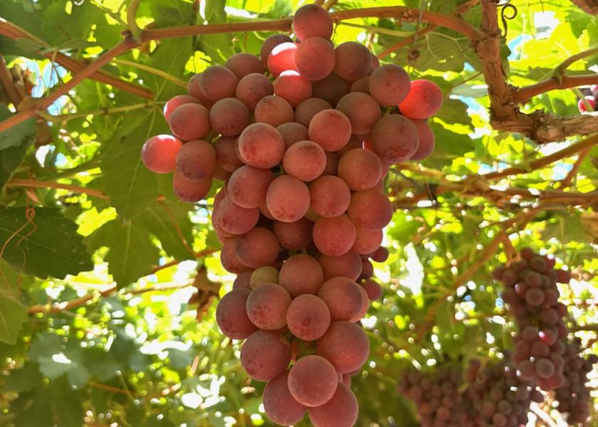 With robust supplies of Chilean grapes headed for the U.S., “it’s looking like mid-March through April will be a great time for retailers to promote Chilean grapes,” says Ignacio Caballero of Frutas de Chile. 