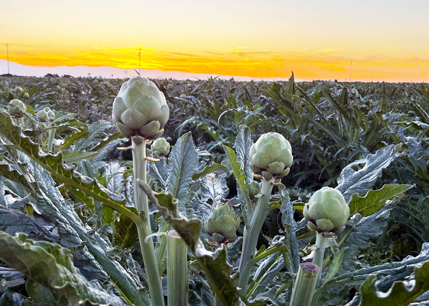 Last year’s spring crop was delayed a bit due to the severe rains encountered, said Joe Angelo, director of sales for Ocean Mist Farms, but weather this year has been nearly optimal and “crops are on schedule with quality looking excellent.”