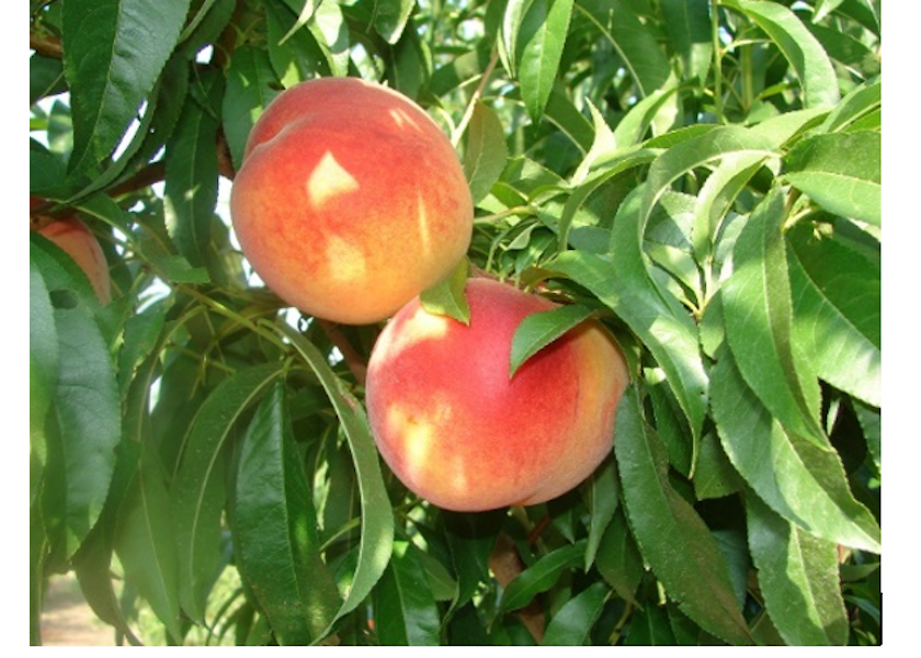 Mexican peaches are harvested in the spring months.