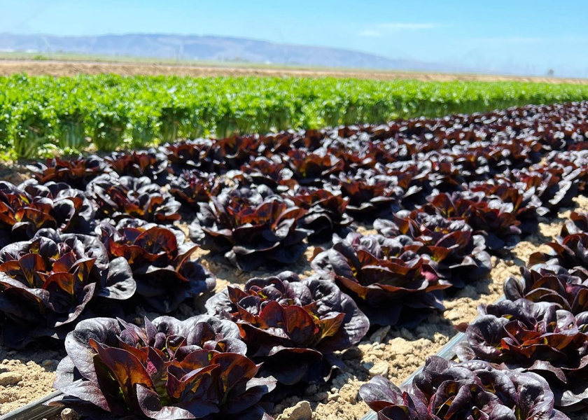 Red and green Baby Butter Cakes lettuces from Santa Maria, Calif.-based Babé Farms Inc. have become “a trending option for chefs seeking to craft a special occasion salad,” says Ande Manos, director of sales and marketing. Photo courtesy of Babé Farms Inc.