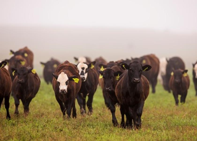 The past few winters have thrown many curve balls at cattle producers. In addition to causing stress, these conditions are tough on cattle’s overall health, making deworming this spring even more important. 