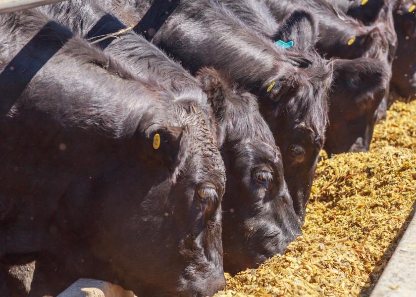 Liver abscesses remain a singular, dark cloud over the otherwise sunny segment of dairy-beef-cross cattle. Several entities are performing research to try to solve this frustrating industry obstacle.