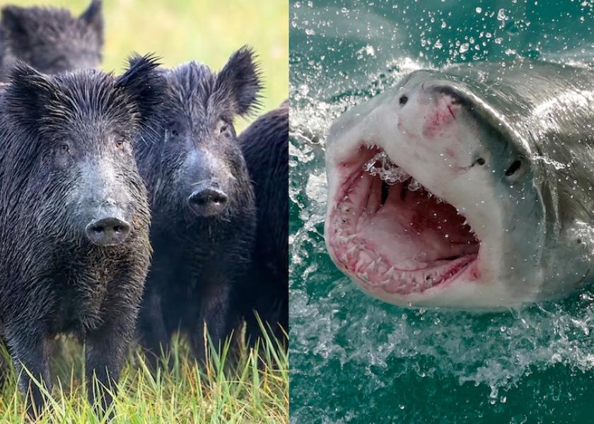 “It’s not sharks, wolves, or bears that kill the most people—it’s wild pigs, and the numbers are consistently trending up,” says John J. Mayer.