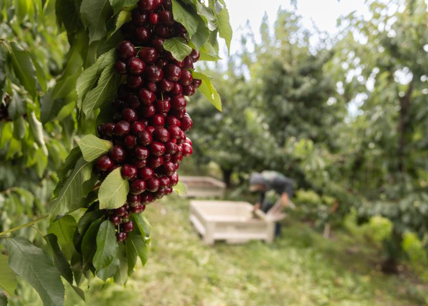 Superfresh Growers expects a strong Northwest cherry season.