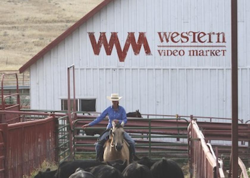 Western Video Market Drovers
