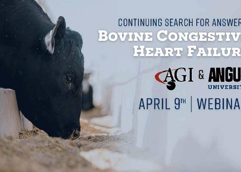 Angus Association To Host Webinar Addressing Bovine Congestive Heart 