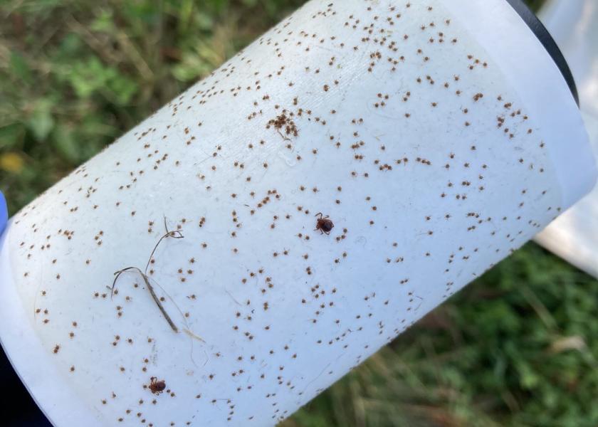 Ohio State University researchers collected almost 10,000 Asian lonhorned ticks within about 90 minutes on a farm in 2021. They estimate there were more than 1 million of them in the roughly 25-acre pasture. 
