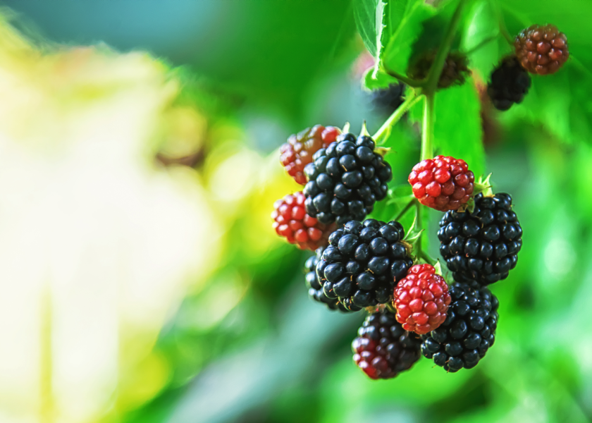 New study estimates blackberry production costs The Packer