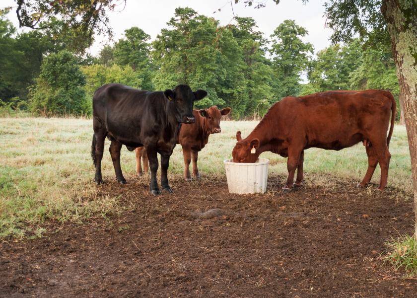 Checking Trace Mineral Levels in Cattle Is Important Drovers