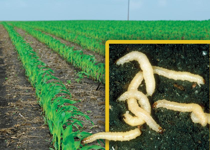 New Corn Rootworm Biological Receives EPA Approval