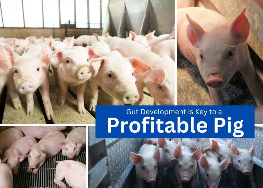 Gut Development is Key to a Profitable Pig | Pork Business